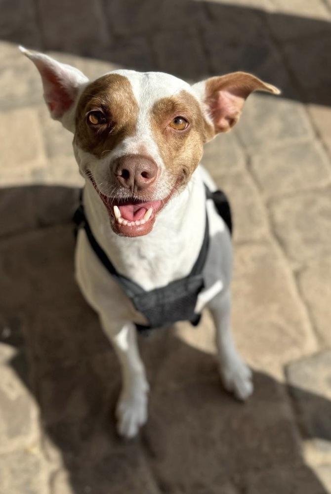 Chloe, Adopted, Adult Female Mixed Breed.