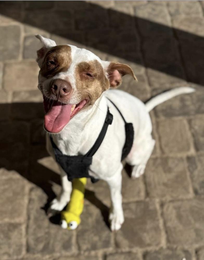 Chloe, a Adopted Mixed Breed in Saint Augustine, FL image 4/6