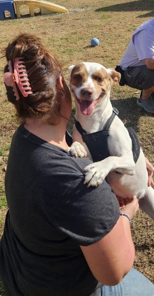 Chloe, a Adopted Mixed Breed in Saint Augustine, FL image 5/6