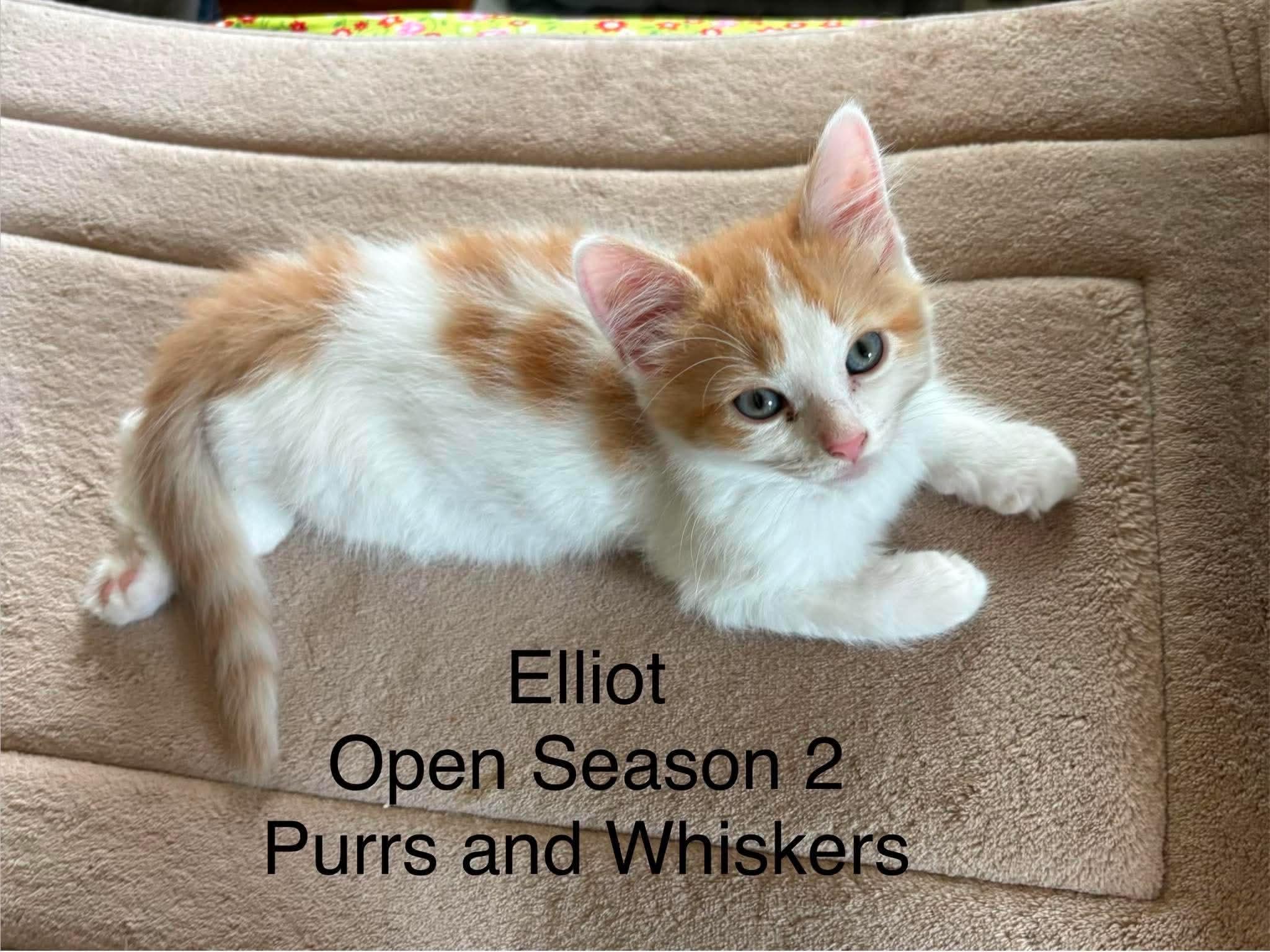 Enlarge Elliot, a ADOPTABLE Domestic Short Hair in New Hartford, NY image 1/1