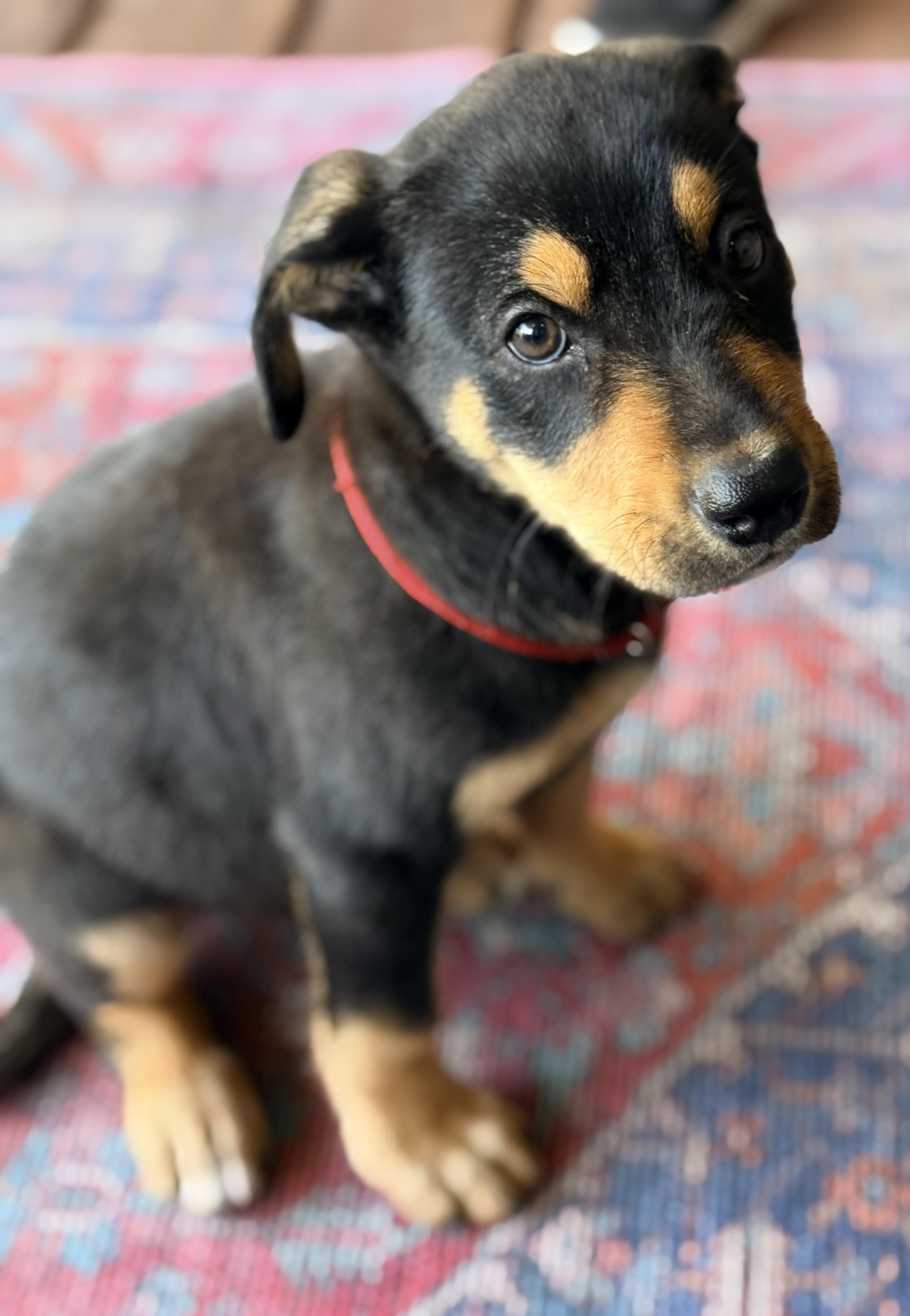 Tito, an adopted mixed breed in Austin, TX image 6/6