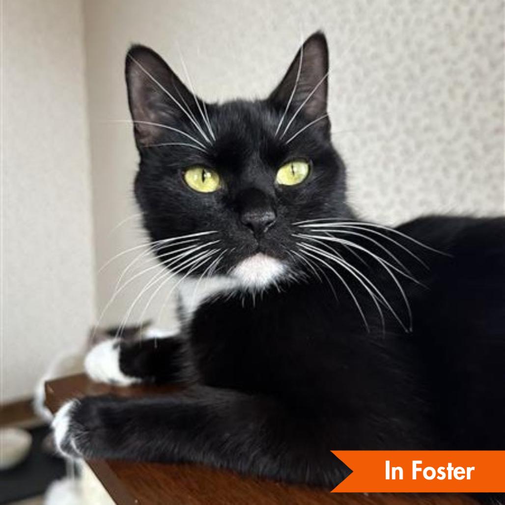 Enlarge Wednesday, a Adoptable Domestic Short Hair in Baltimore, MD image 1/4