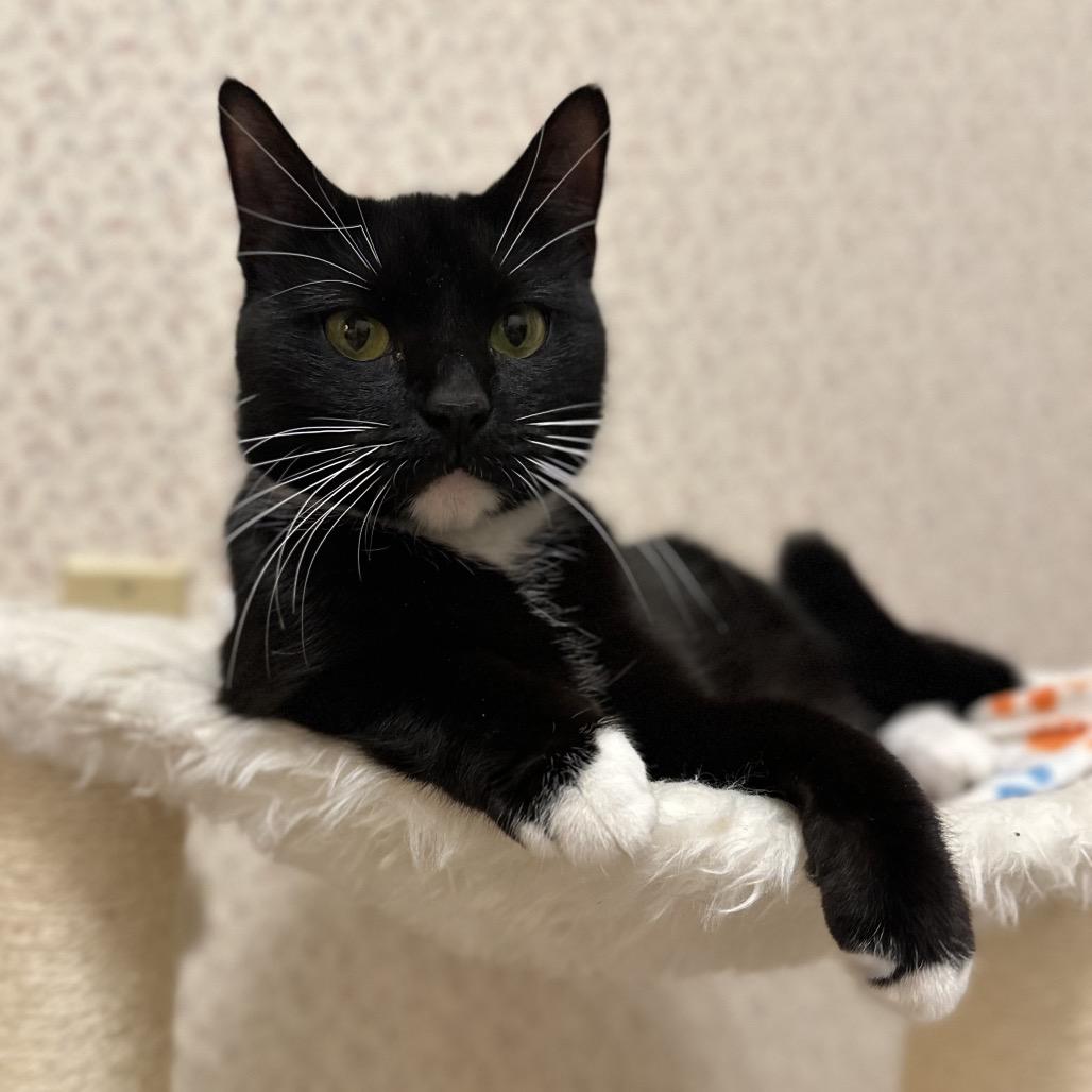 Enlarge Wednesday, a Adoptable Domestic Short Hair in Baltimore, MD image 2/4