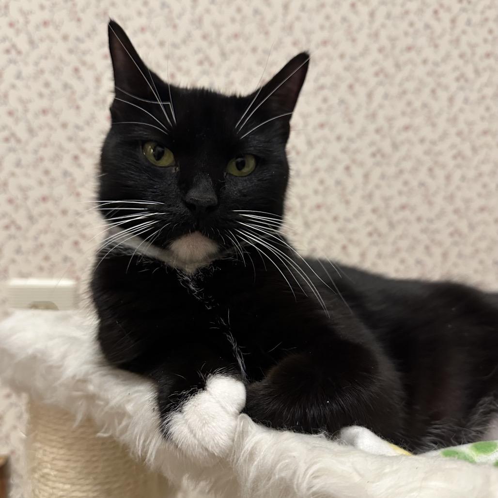 Wednesday, Adoptable, Adult Female Domestic Short Hair.