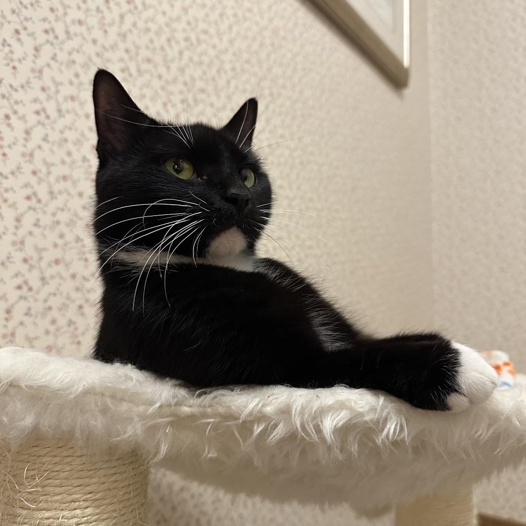 Enlarge Wednesday, a Adoptable Domestic Short Hair in Baltimore, MD image 4/4