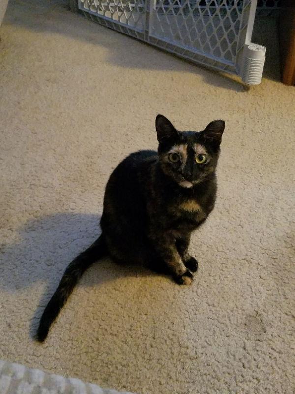 BG, Adopted, Young Female Tortoiseshell & Domestic Short Hair.