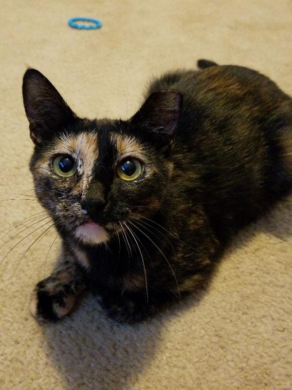 BG, a Adopted mixed breed in Locust Grove, GA image 2/3