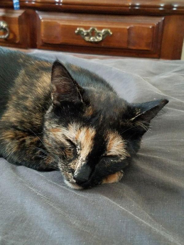 BG, a Adopted mixed breed in Locust Grove, GA image 3/3