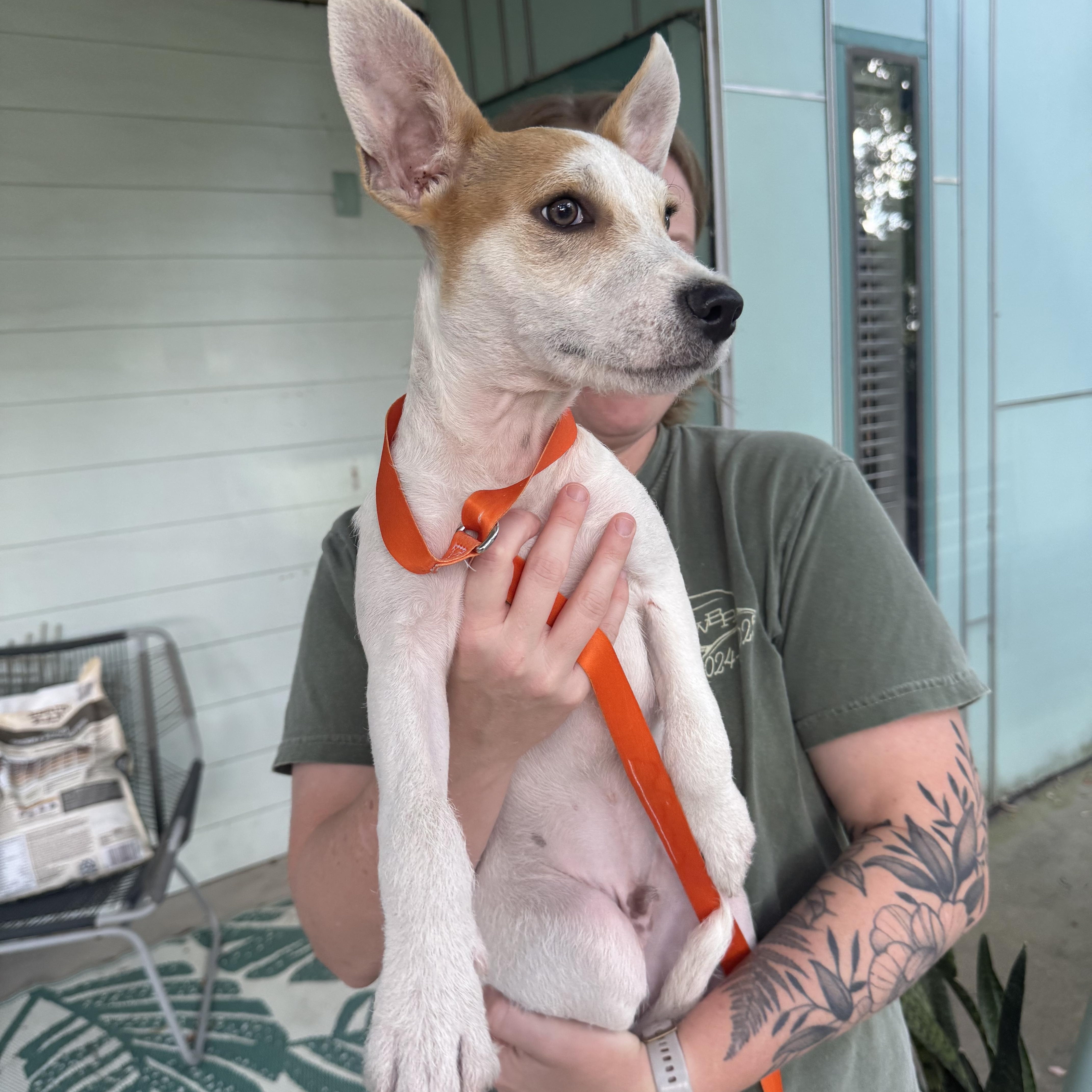 Enlarge Trix, a Adoptable mixed breed in Austin, TX image 3/6
