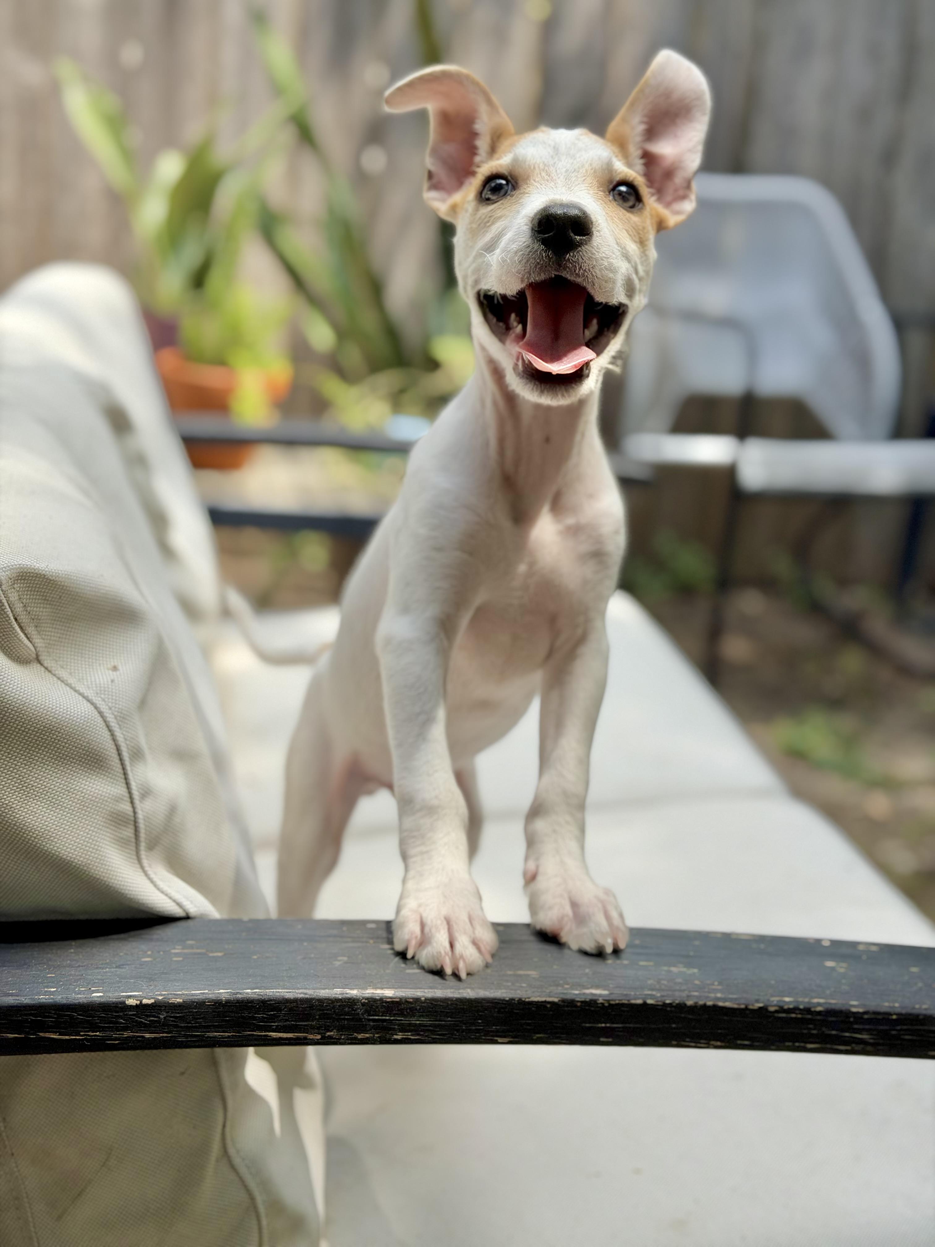 Trix, Adoptable, Puppy Male Chihuahua.