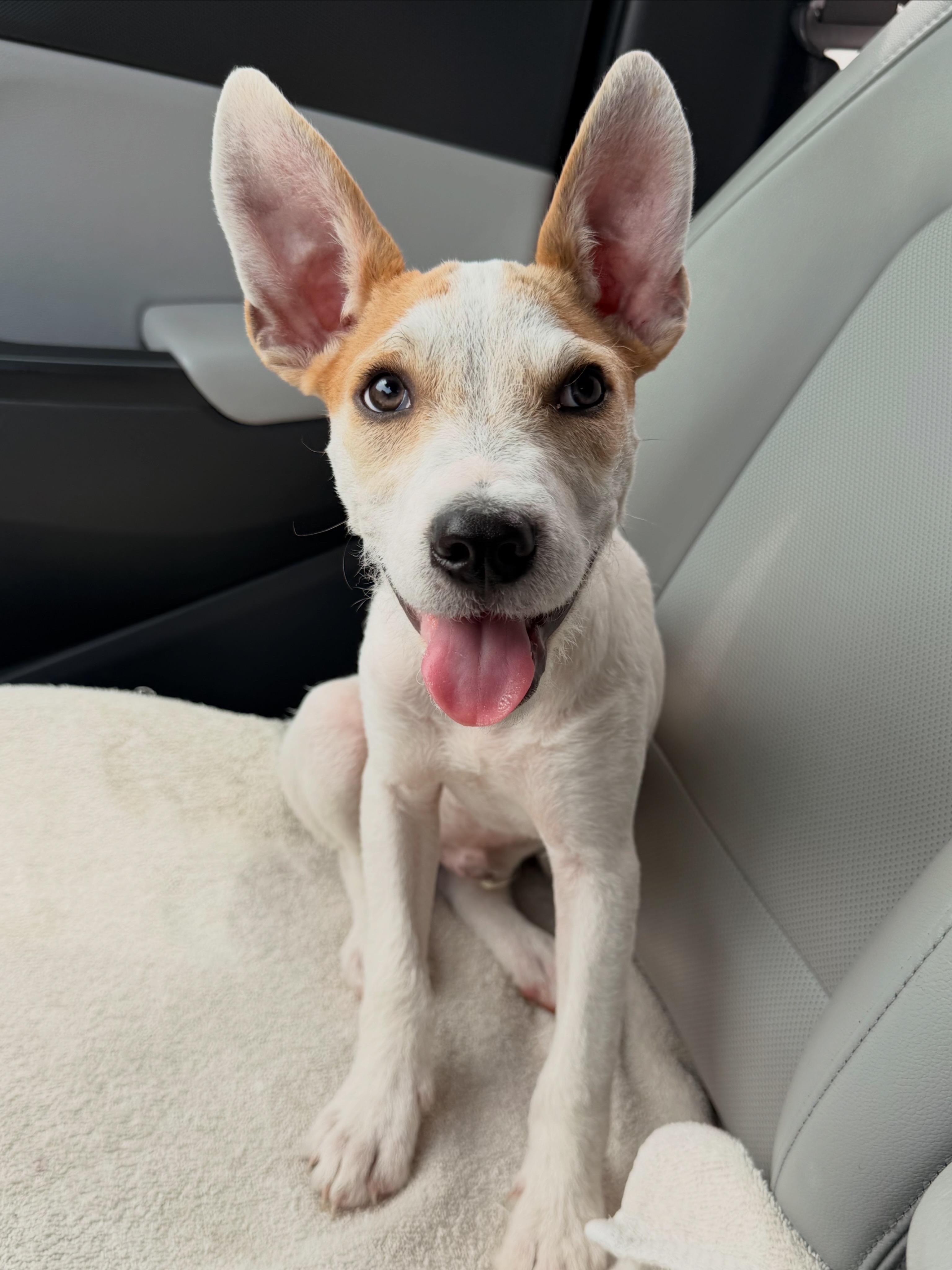 Trix, Adoptable, Puppy Male Wirehaired Terrier & Mixed Breed.