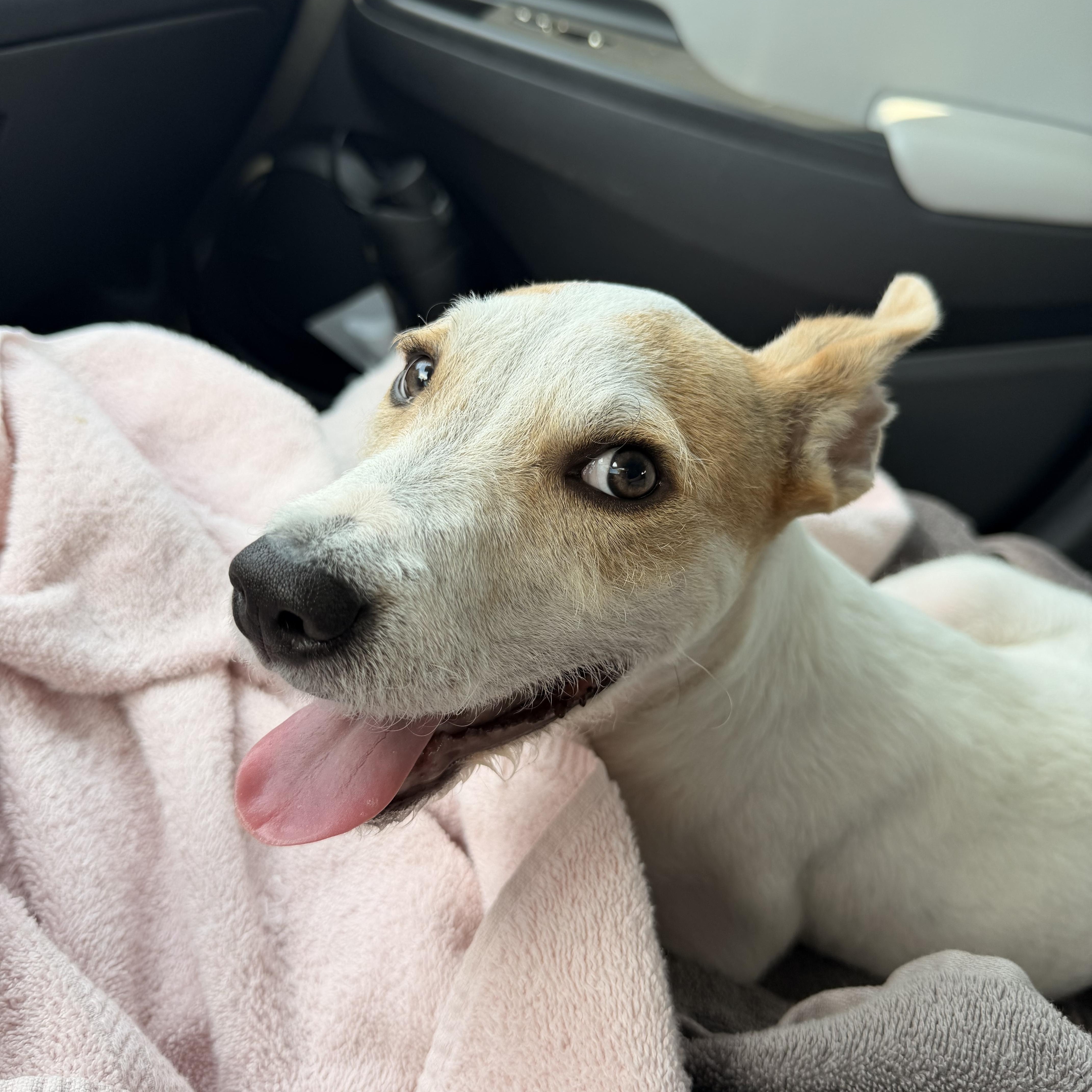 Enlarge Trix, a Adoptable mixed breed in Austin, TX image 2/6