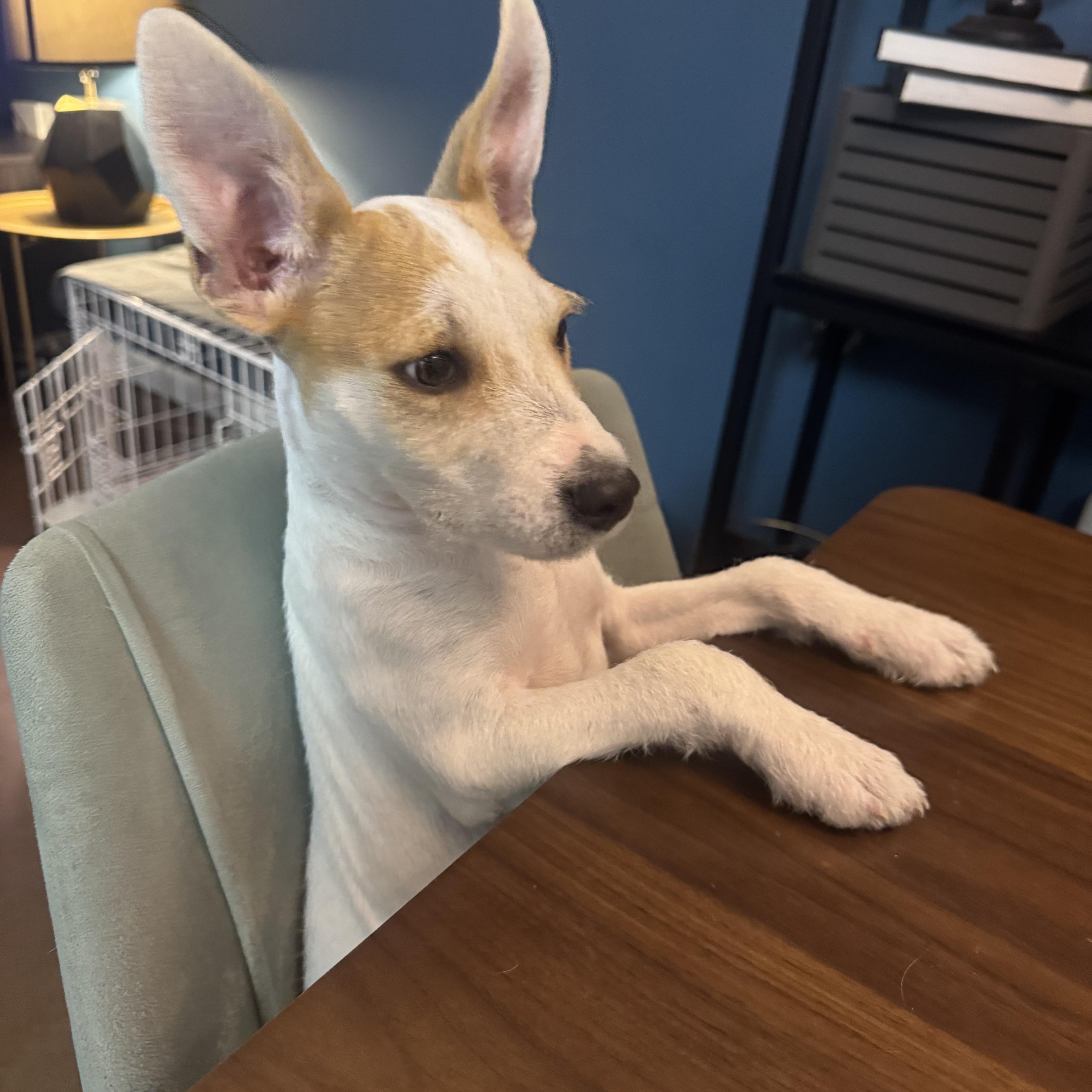 Enlarge Trix, a Adoptable mixed breed in Austin, TX image 4/6