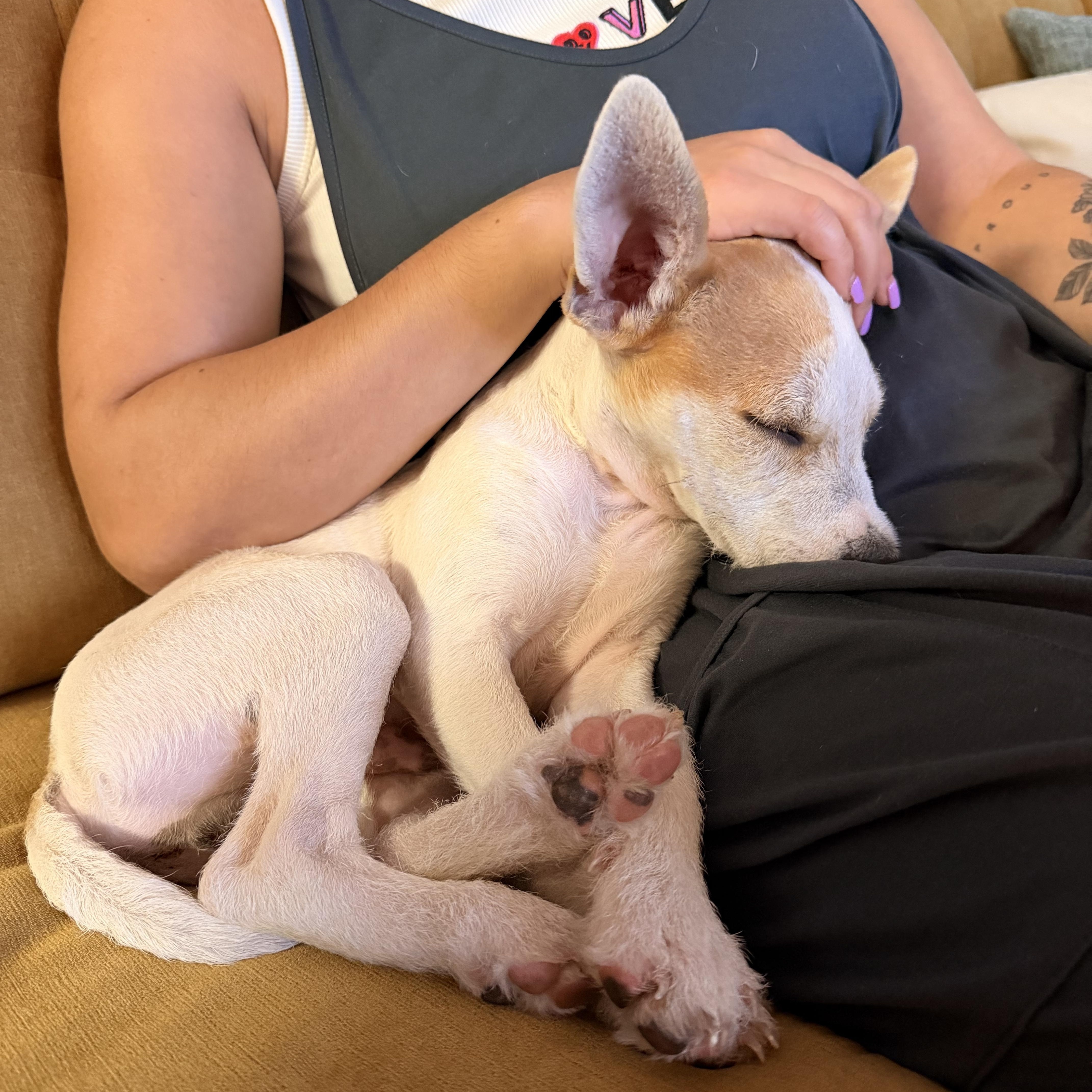 Enlarge Trix, a Adoptable mixed breed in Austin, TX image 5/6