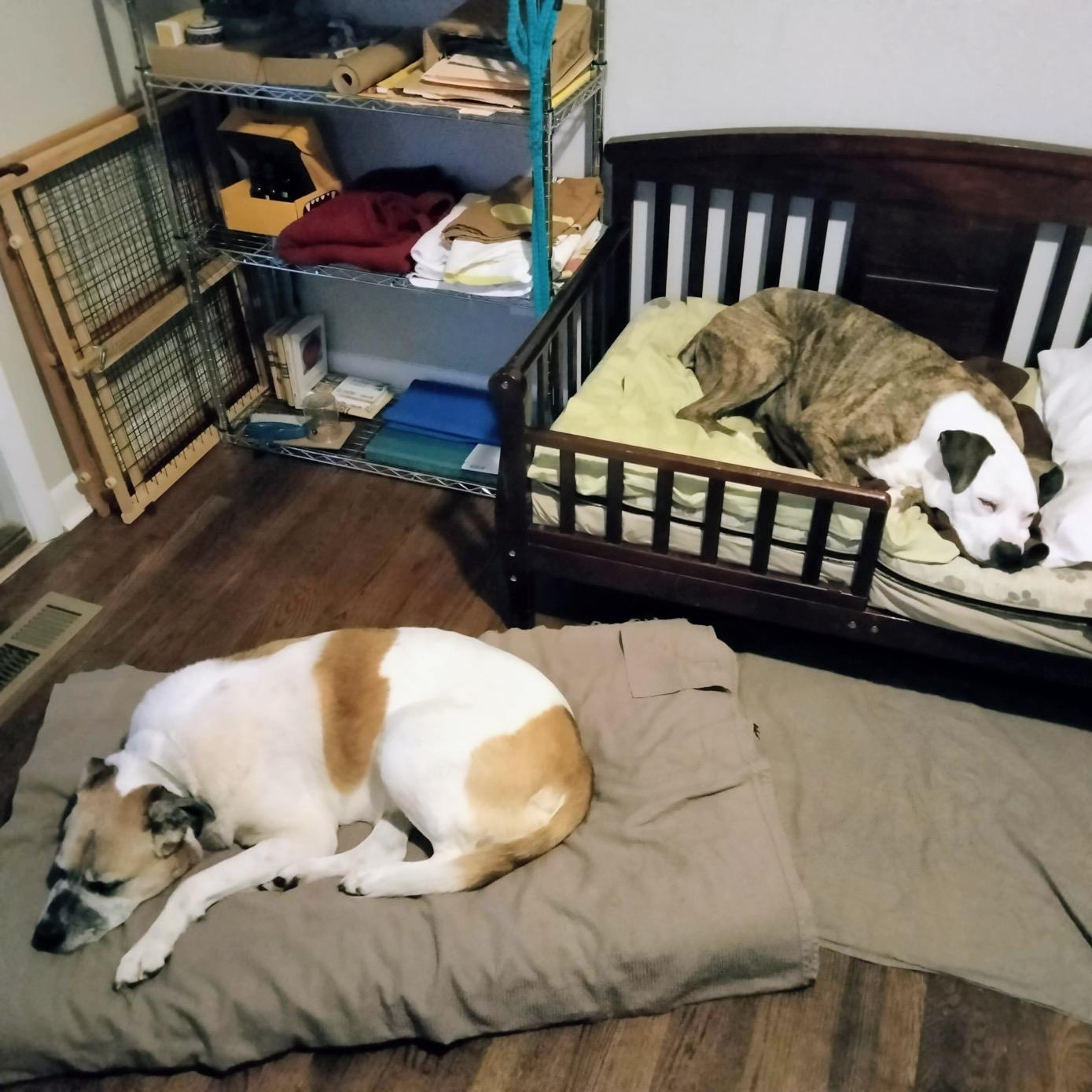 Enlarge Penelope, a ADOPTABLE mixed breed in Athens, GA image 5/6