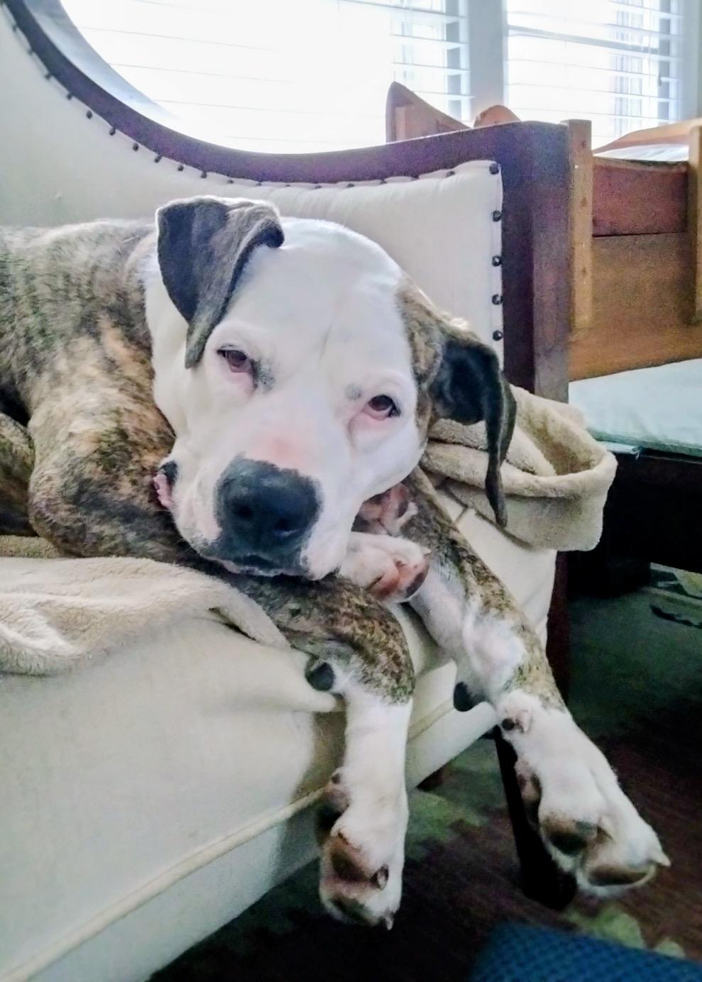 Enlarge Penelope, a ADOPTABLE mixed breed in Athens, GA image 1/6