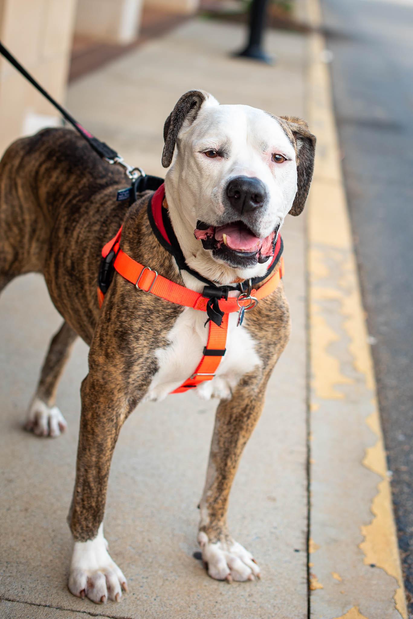 Penelope, a ADOPTABLE mixed breed in Athens, GA image 2/6