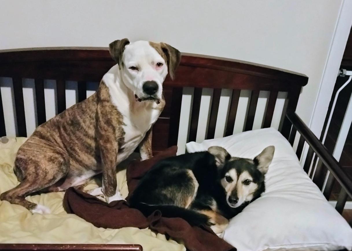 Enlarge Penelope, a ADOPTABLE mixed breed in Athens, GA image 2/6