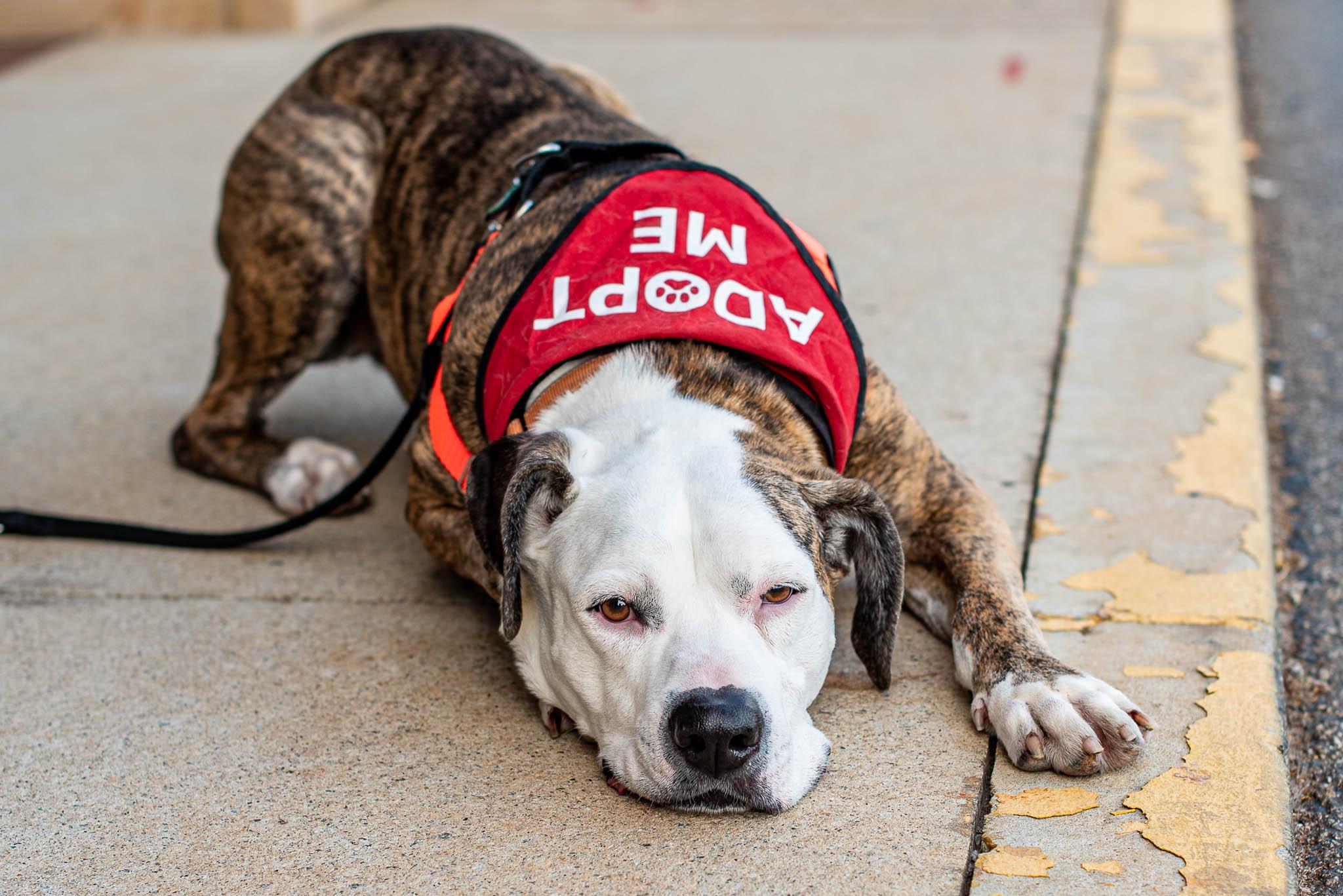 Penelope, a ADOPTABLE mixed breed in Athens, GA image 1/6