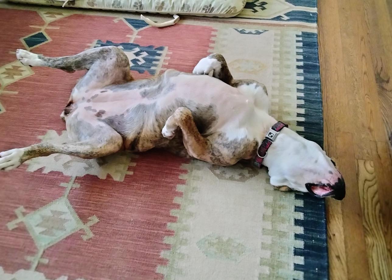 Enlarge Penelope, a ADOPTABLE mixed breed in Athens, GA image 4/6