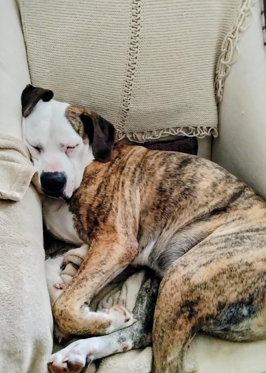 Enlarge Penelope, a ADOPTABLE mixed breed in Athens, GA image 6/6