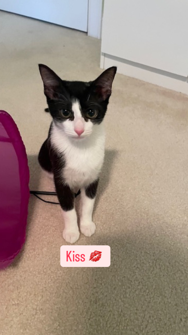 CP - NC Kiss, a Adoptable Domestic Short Hair image 1/6