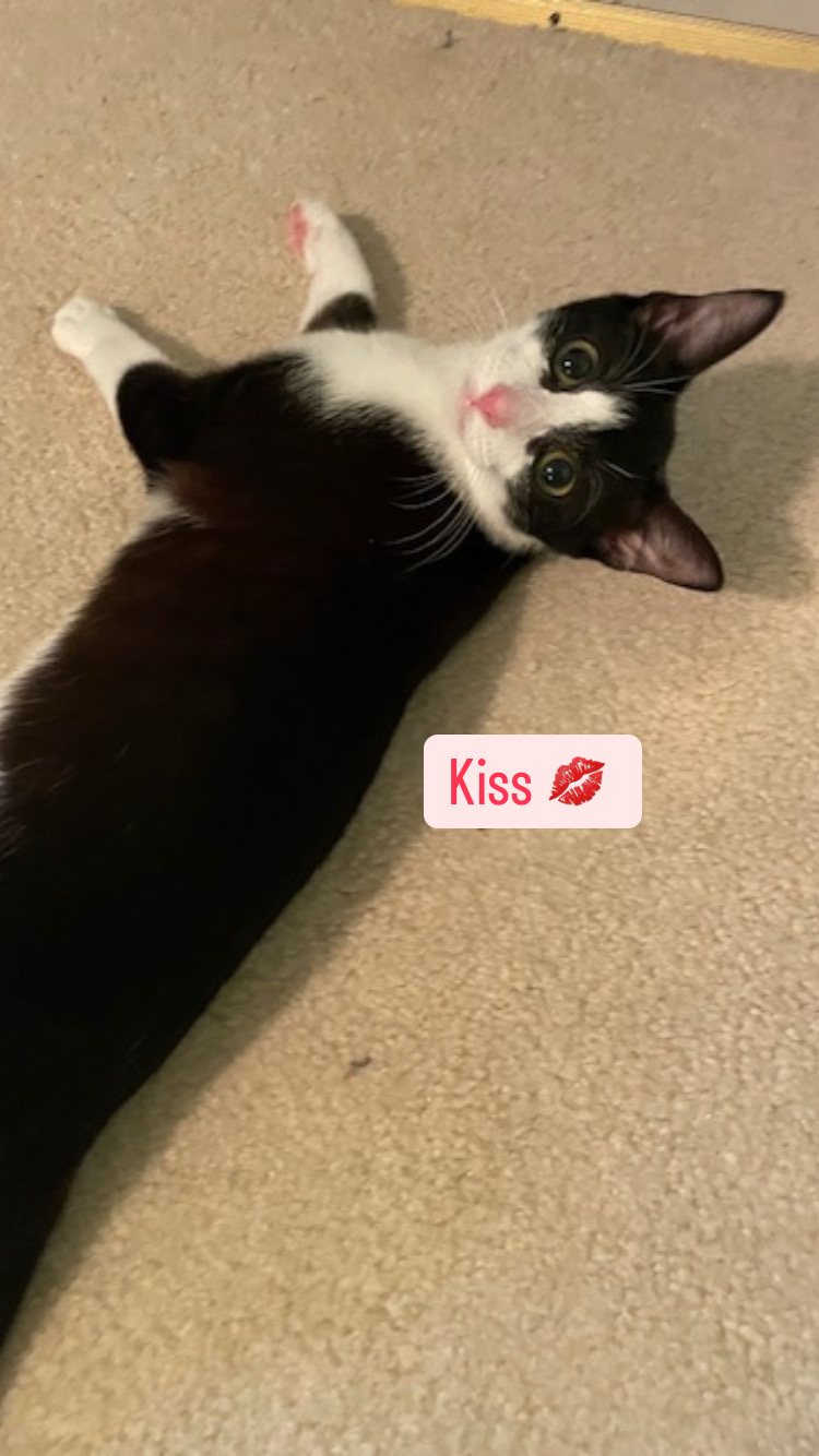 CP - NC Kiss, a Adoptable Domestic Short Hair image 4/6