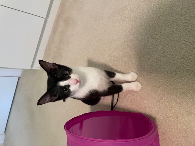 CP - NC Kiss, a Adoptable Domestic Short Hair image 2/6