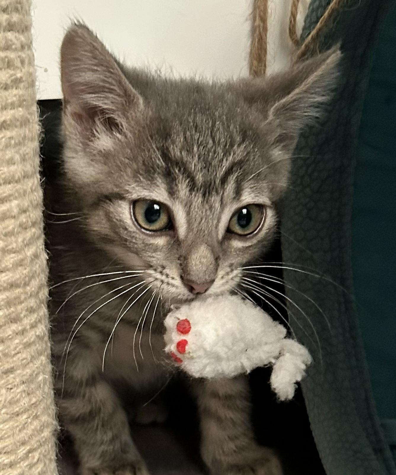 Bugs, Adoptable, Kitten Male Domestic Short Hair.