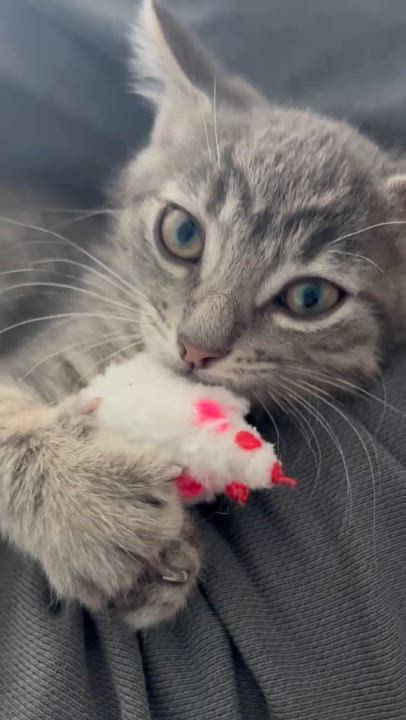 Enlarge Bugs, a Adoptable mixed breed in Carsonville, MI video 3/3