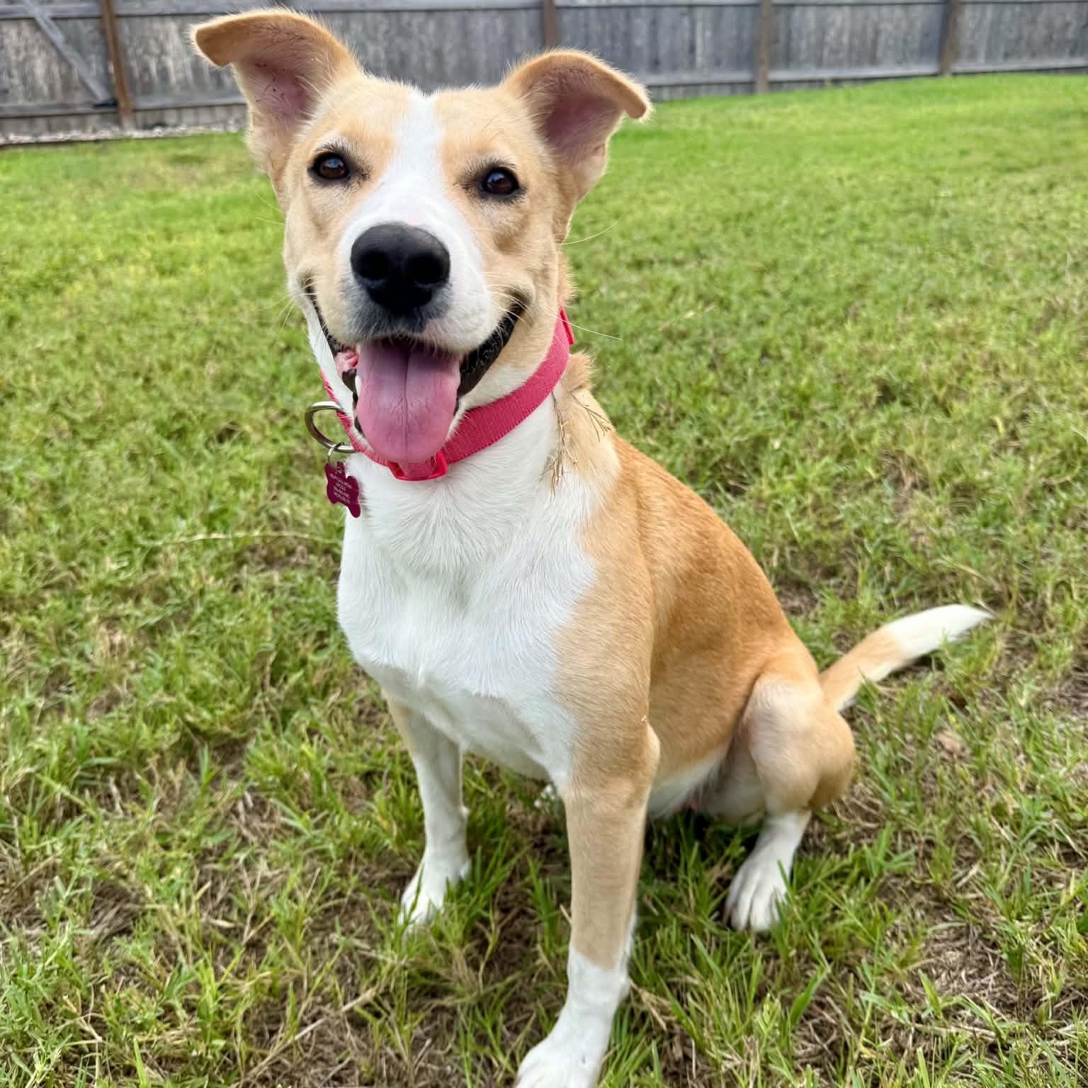 Lucy girl, Adoptable, Young Female Carolina Dog & Labrador Retriever.