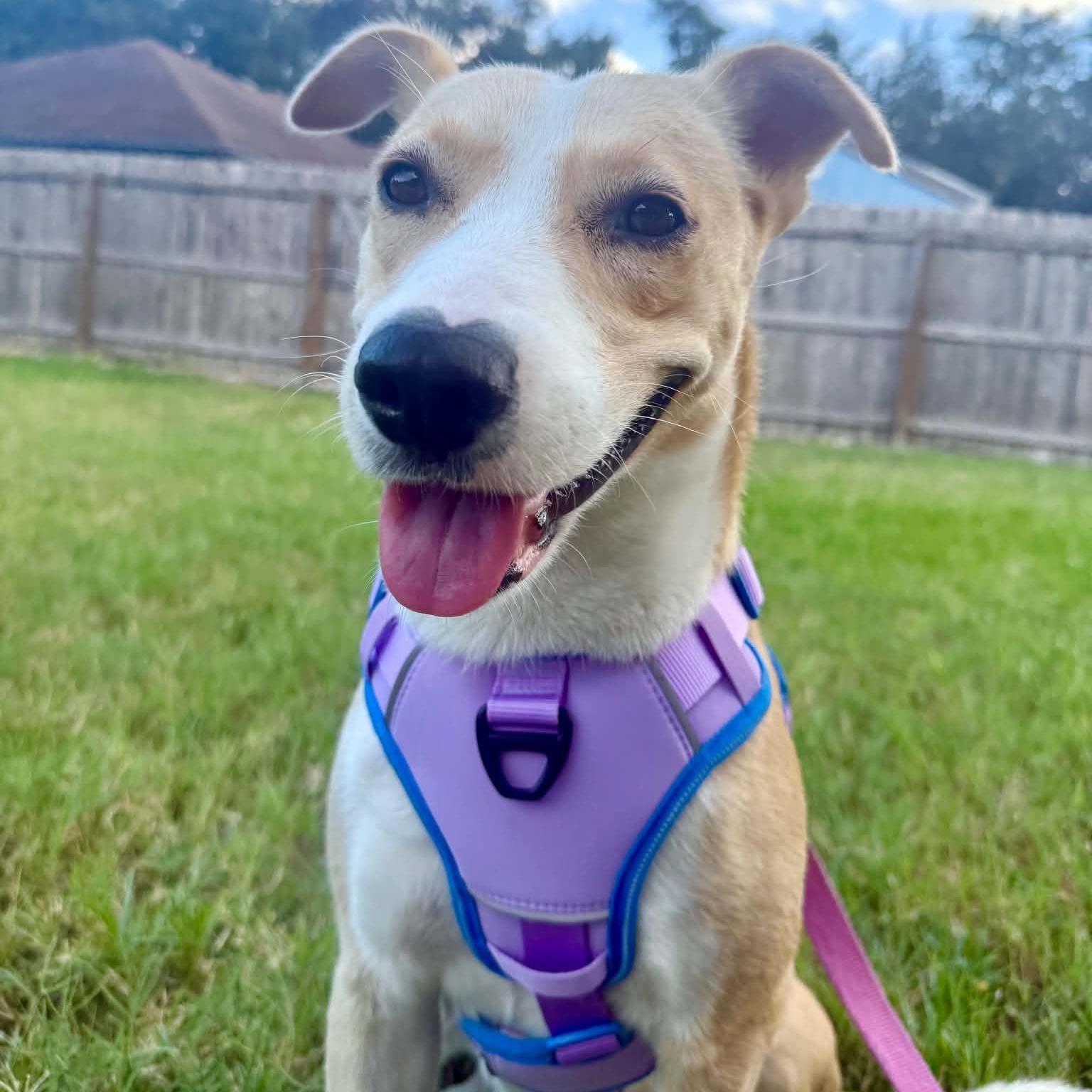 Enlarge Lucy girl, a Adoptable mixed breed in Tacoma, WA image 2/6