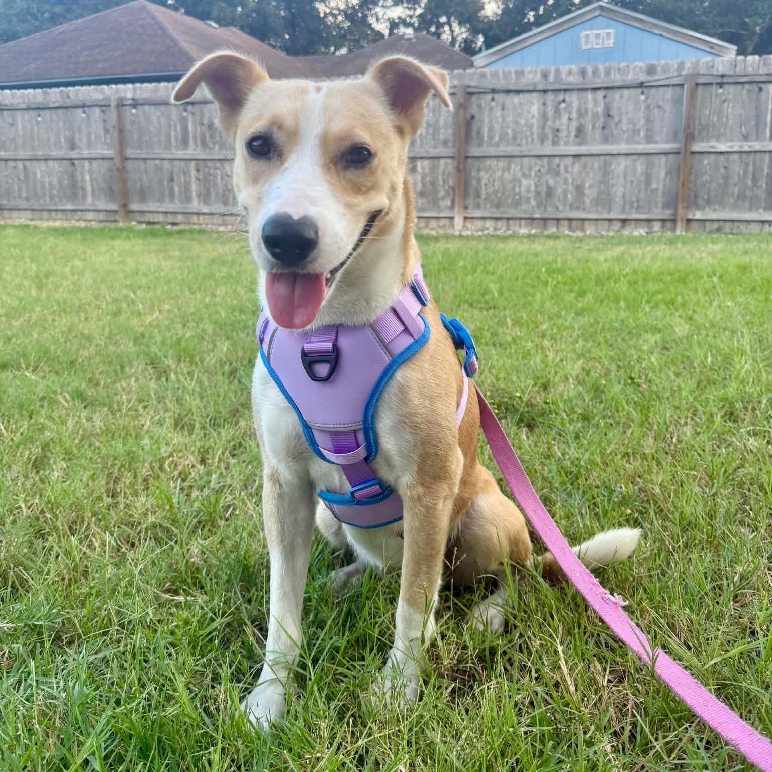 Enlarge Lucy girl, a Adoptable mixed breed in Tacoma, WA image 3/6
