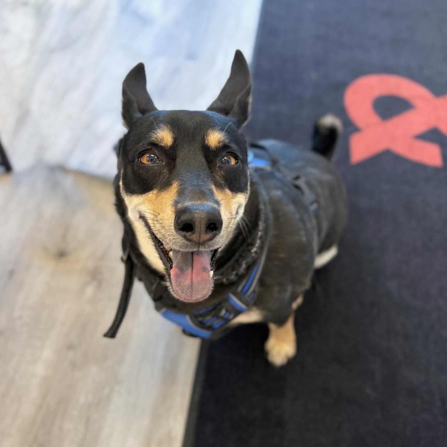 Enlarge Salcha, a ADOPTABLE mixed breed in Henderson, NV image 6/6