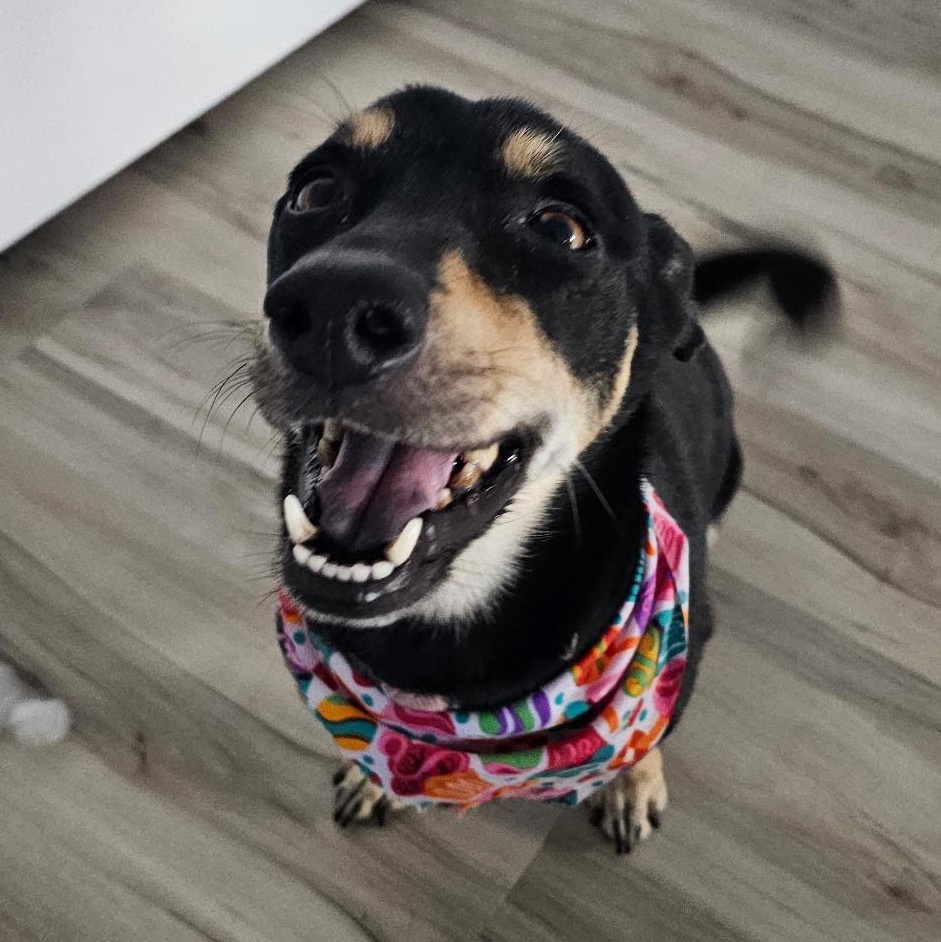 Salcha, ADOPTABLE, Adult Female Chihuahua & Dachshund.