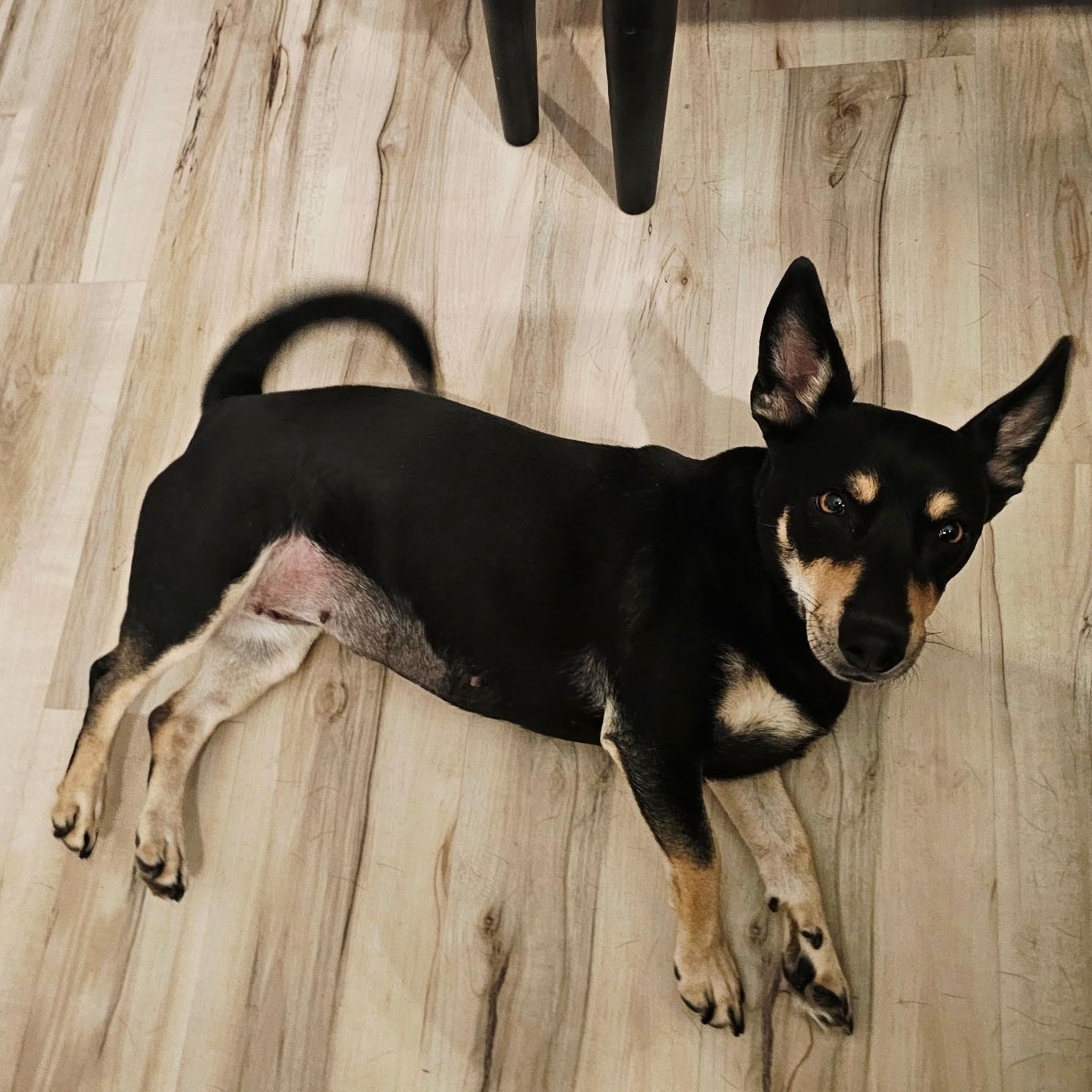 Salcha, a ADOPTABLE mixed breed in Henderson, NV image 2/4