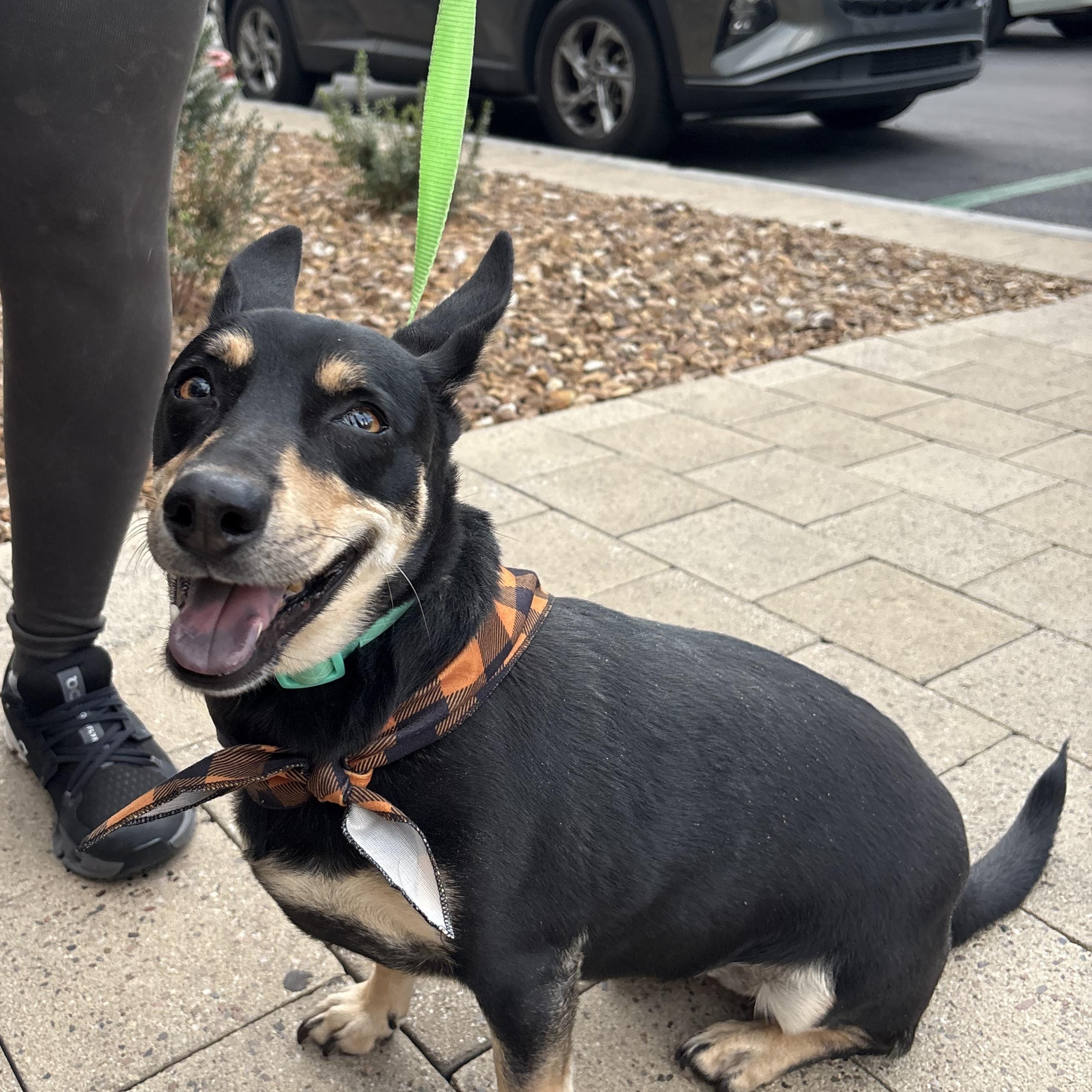 Salcha, ADOPTABLE, Adult Female Chihuahua & Dachshund.