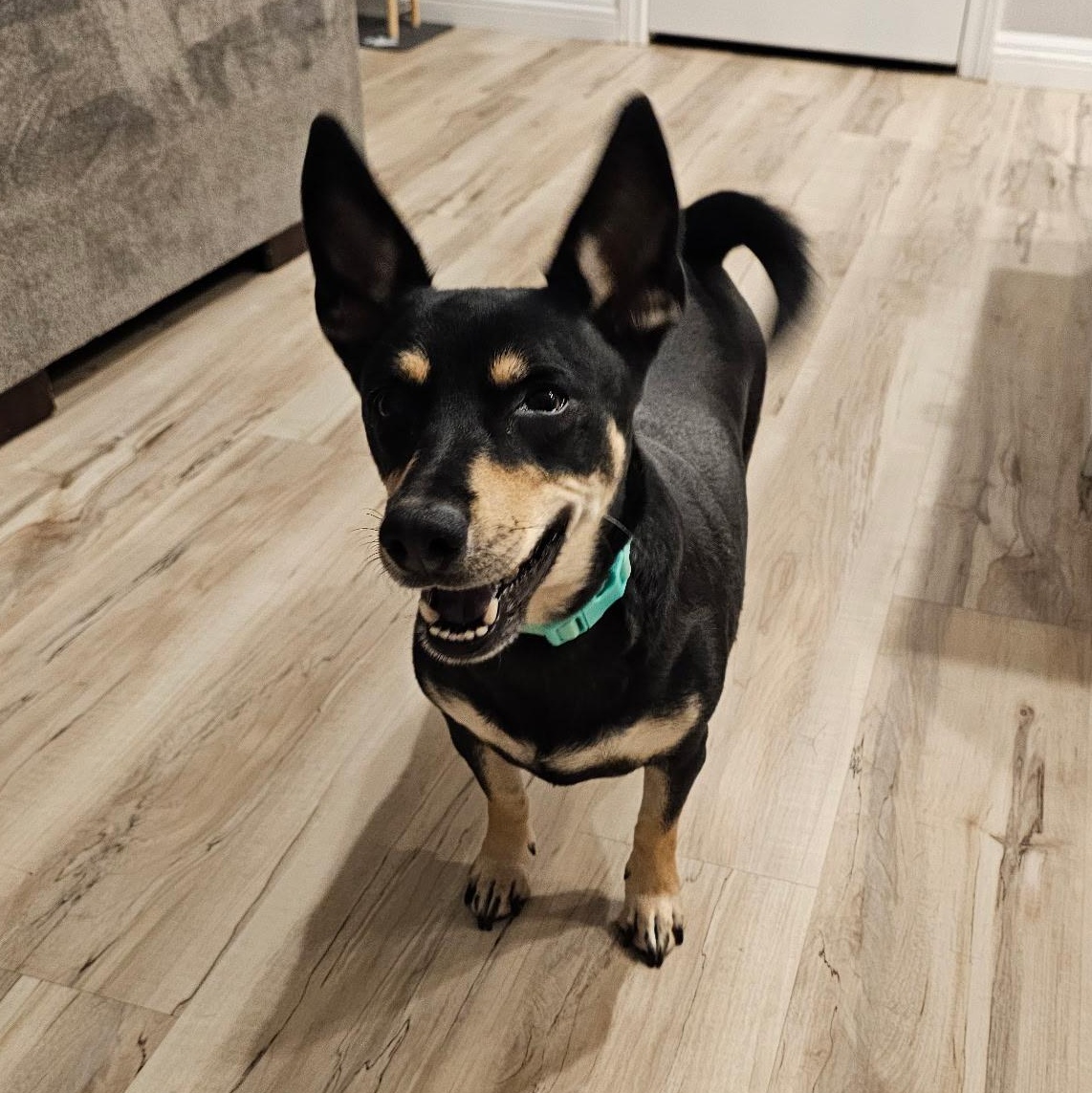 Salcha, a ADOPTABLE mixed breed in Henderson, NV image 3/4