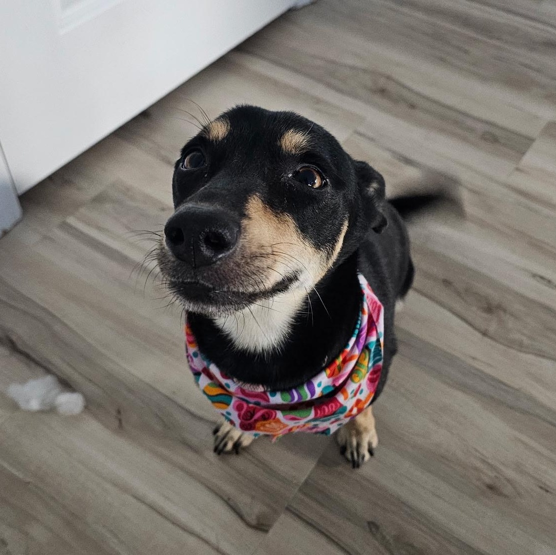 Salcha, a ADOPTABLE mixed breed in Henderson, NV image 4/4