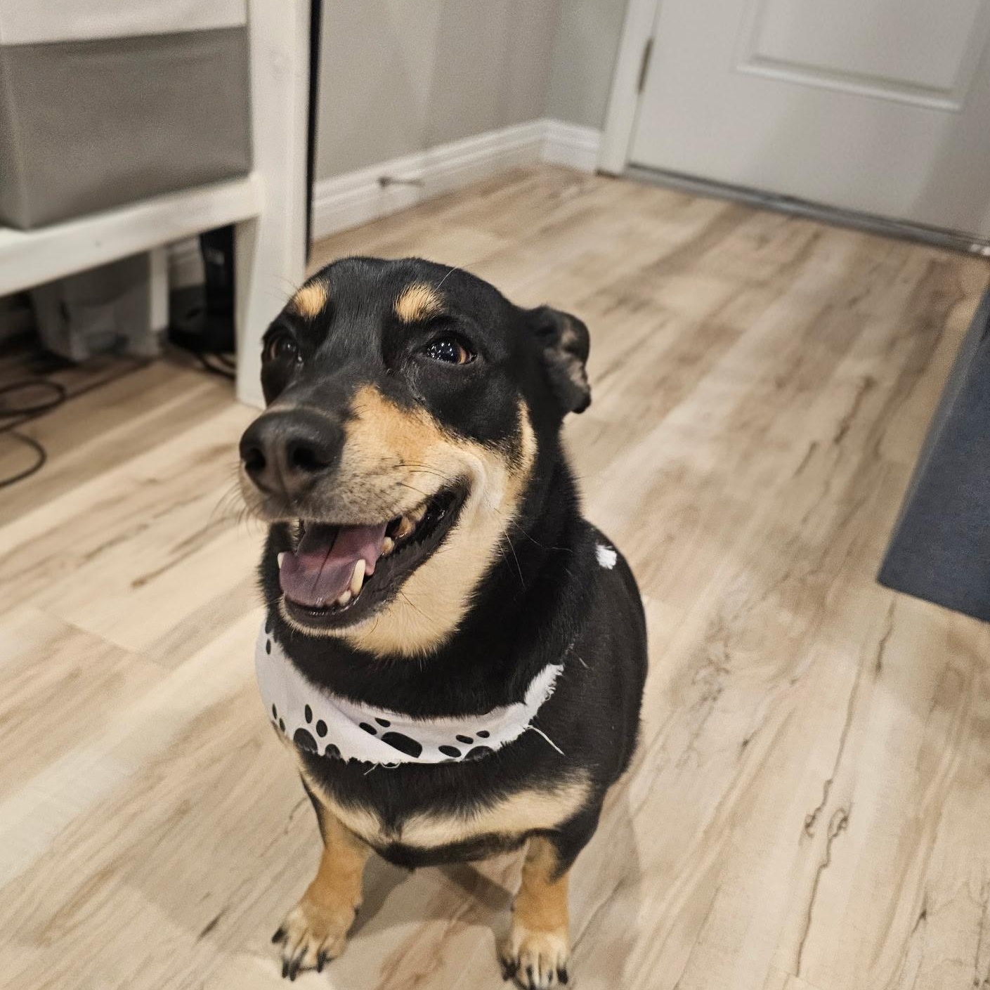 Enlarge Salcha, a ADOPTABLE mixed breed in Henderson, NV image 2/6