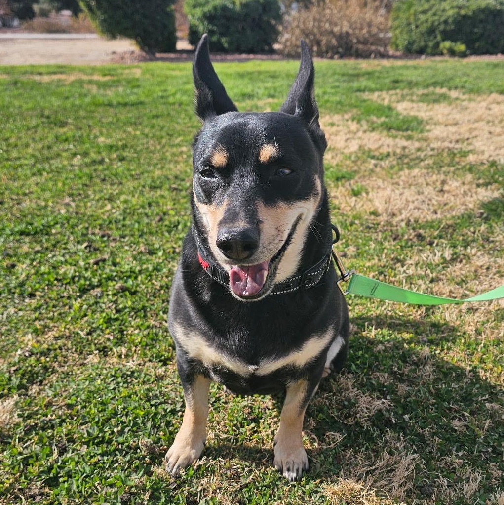 Enlarge Salcha, a ADOPTABLE mixed breed in Henderson, NV image 1/6