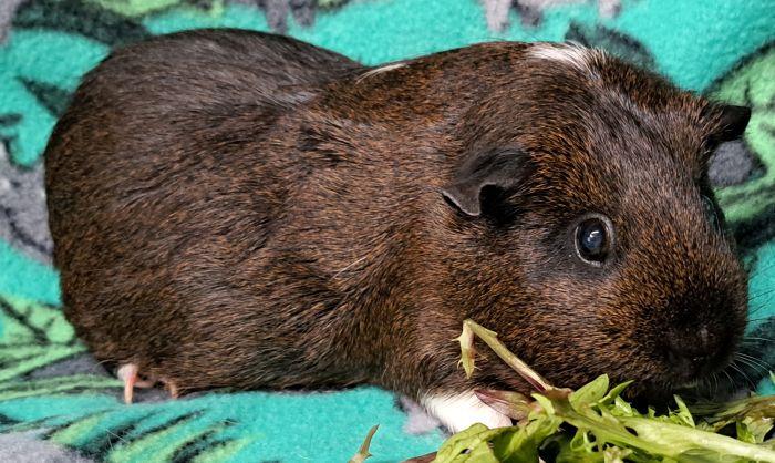 Enlarge Brownie, a ADOPTABLE Short-Haired in Gary, IN image 3/3