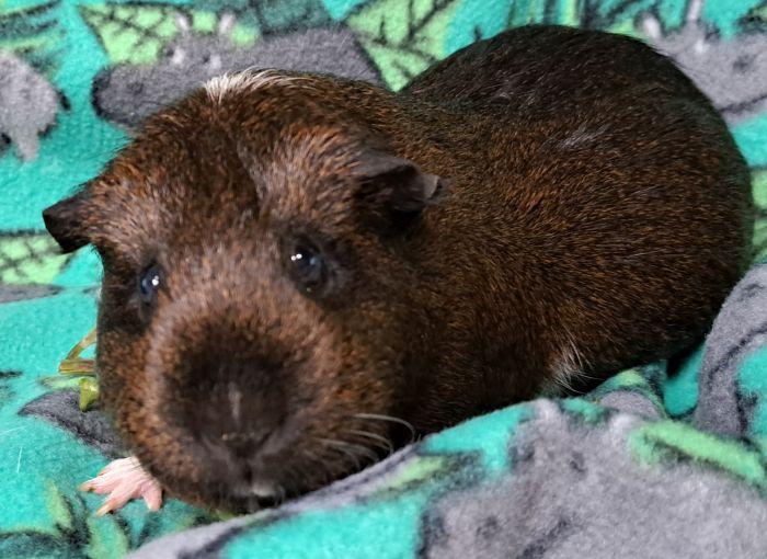 Enlarge Brownie, a ADOPTABLE Short-Haired in Gary, IN image 1/3