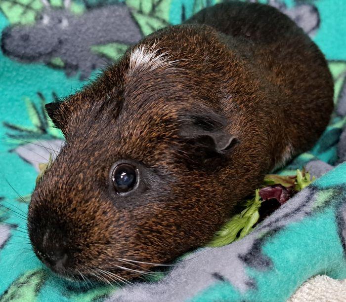 Enlarge Brownie, a ADOPTABLE Short-Haired in Gary, IN image 2/3