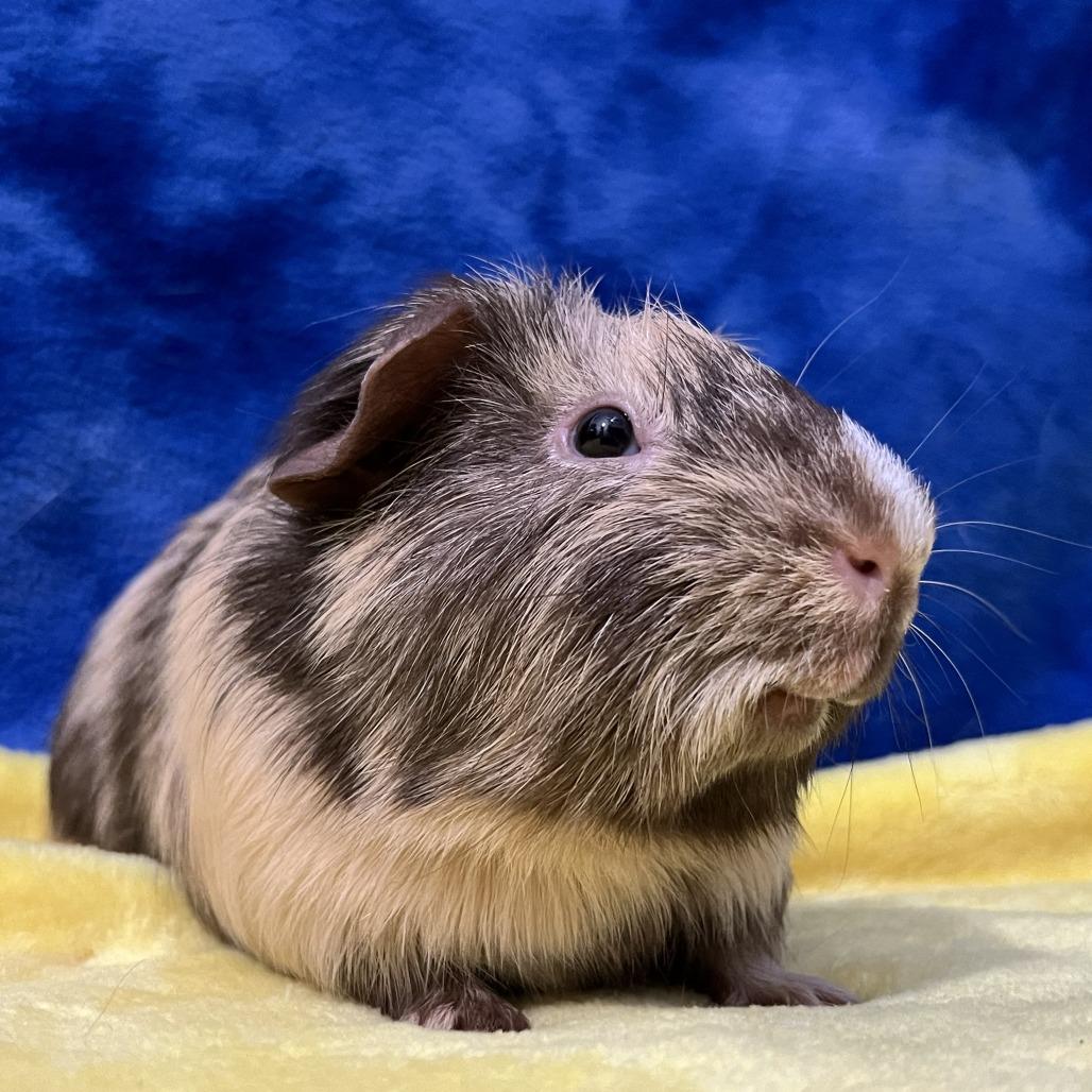 Enlarge Rupert (bonded with Percy), a Adoptable Guinea Pig in Decatur, GA image 1/6