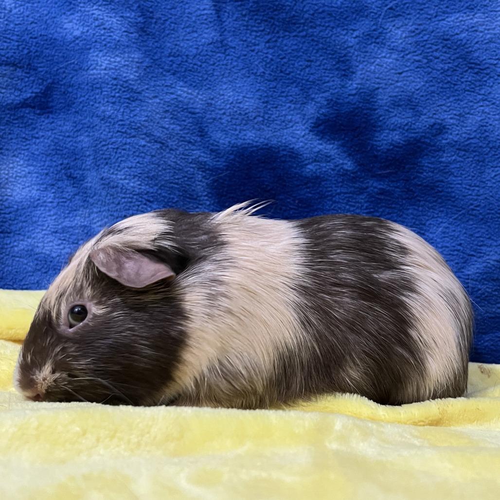 Enlarge Rupert (bonded with Percy), a Adoptable Guinea Pig in Decatur, GA image 2/6