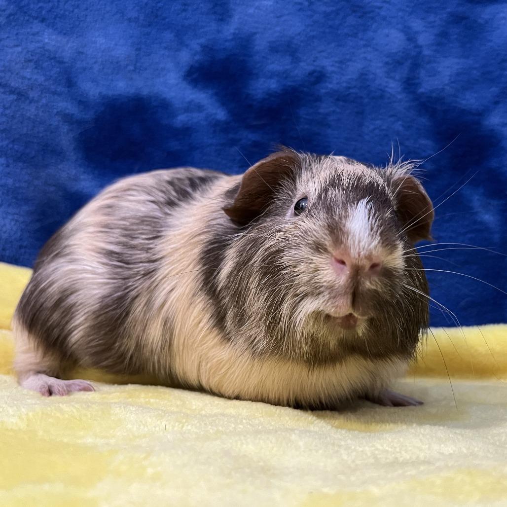 Enlarge Rupert (bonded with Percy), a Adoptable Guinea Pig in Decatur, GA image 3/6