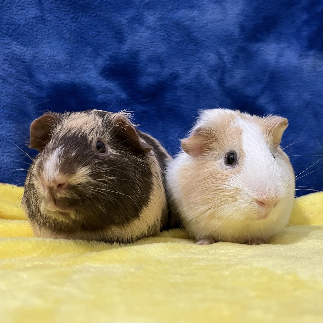 Enlarge Rupert (bonded with Percy), a Adoptable Guinea Pig in Decatur, GA image 4/6