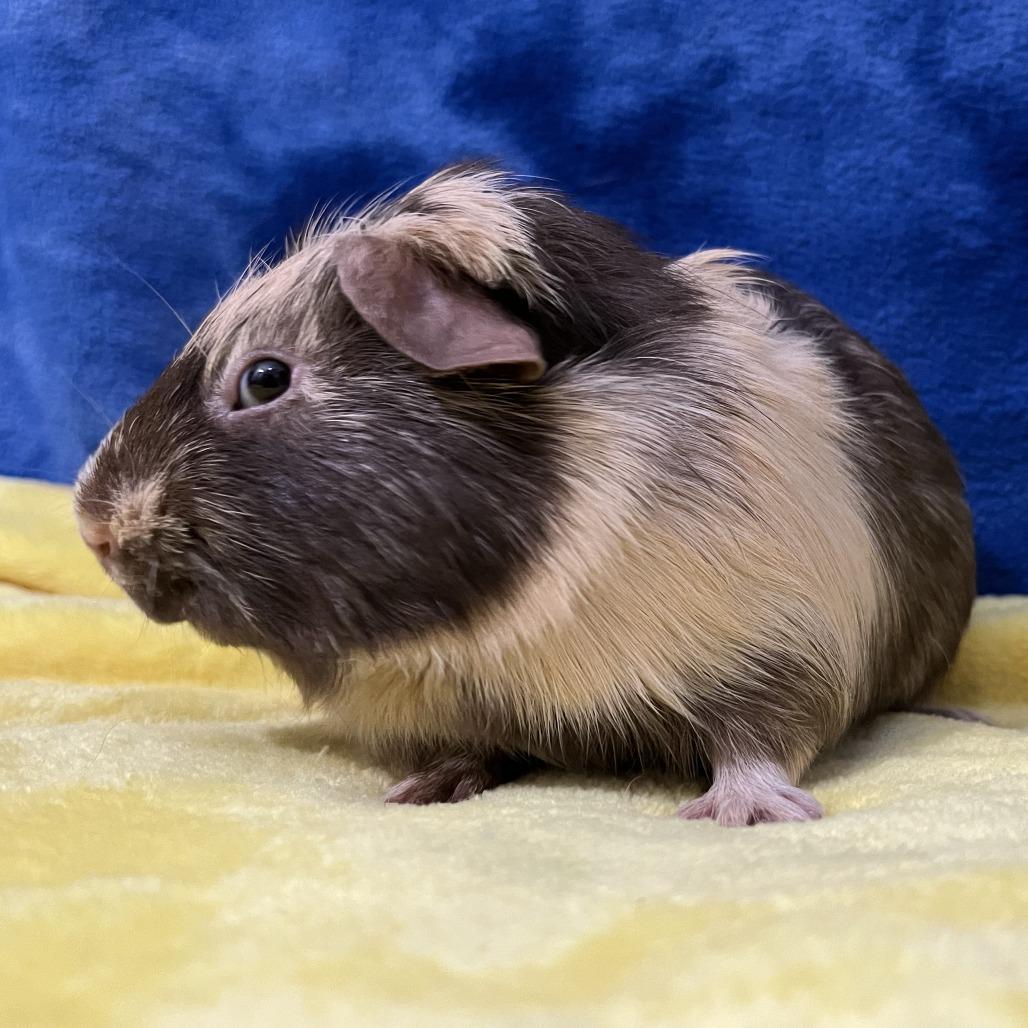 Enlarge Rupert (bonded with Percy), a Adoptable Guinea Pig in Decatur, GA image 5/6