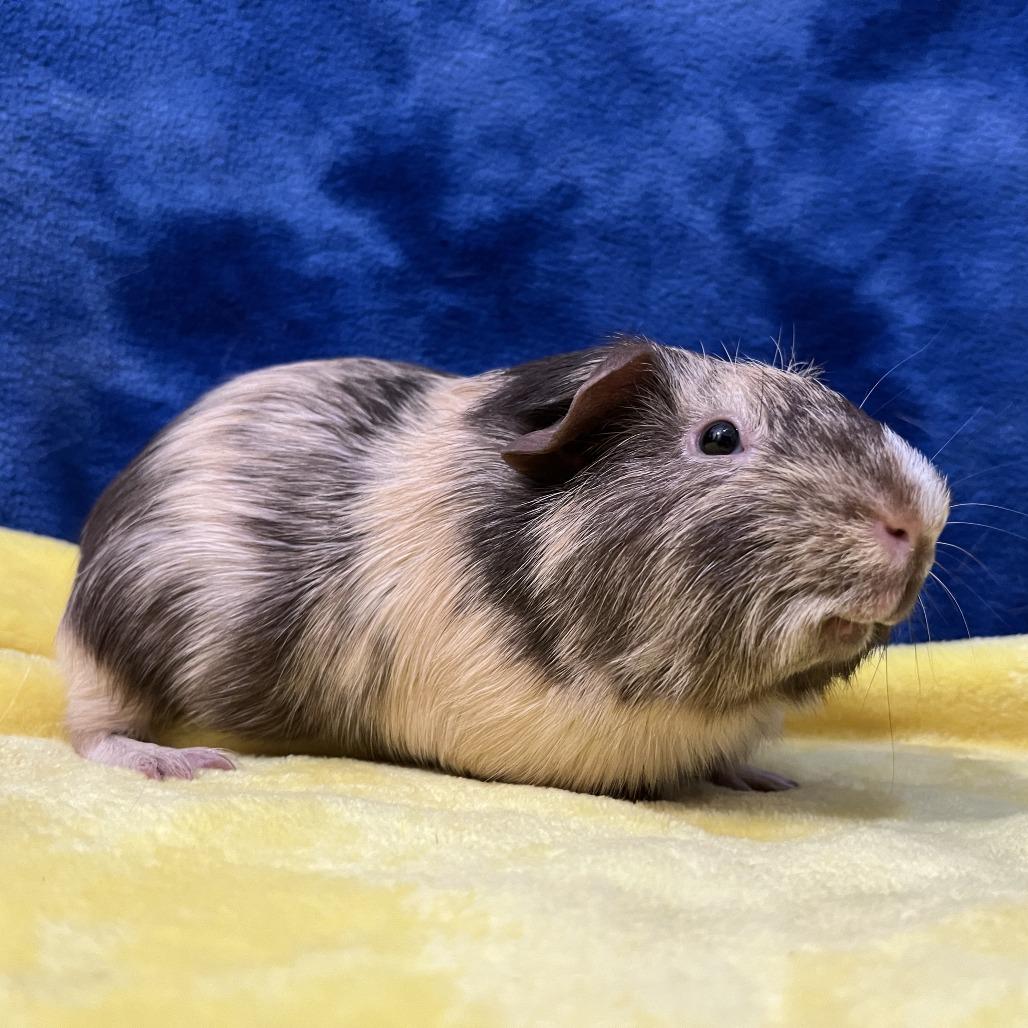 Enlarge Rupert (bonded with Percy), a Adoptable Guinea Pig in Decatur, GA image 6/6